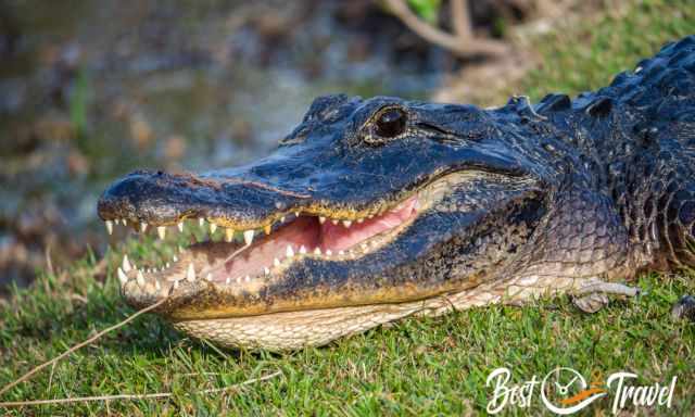Zoom photo of the head of a alligator with open mouth and big teeth