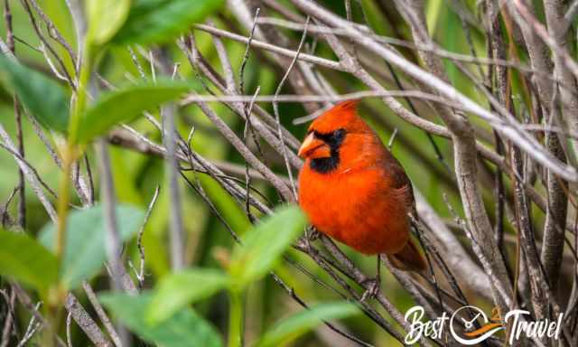 Cardinal bird in the Everglades