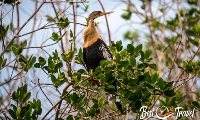 Anhinga bird similar to a cormorant