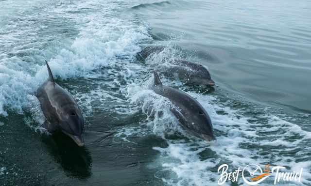 A group of dolphins riding the waves of the boat