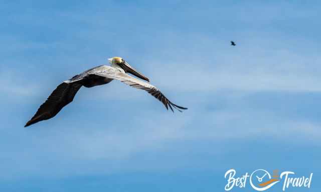 A photo of a pelican at the blue sky