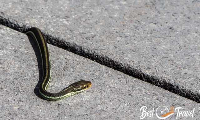 A snake on the paved path at the visitor centre