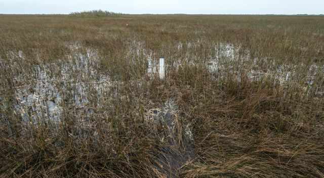 Prairie in the Everglades