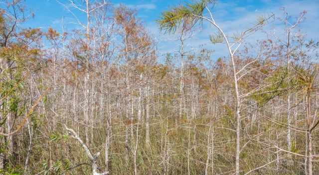 Skeleton Forest in the Everglades