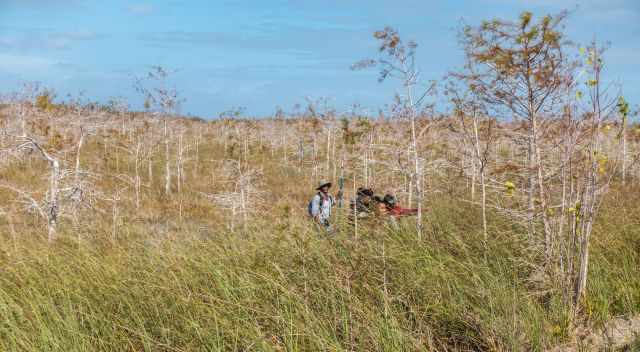 Slogging in the Everglades