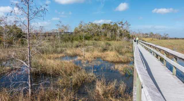 Pa-hay-okee Trail in the Everglades