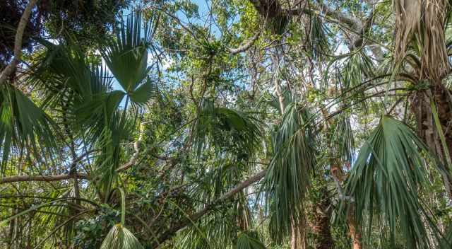 Mahagony Hammock Trail - full of huge palm trees