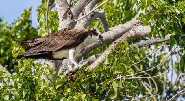 Osprey on a branch feeding on fish at Flamingo