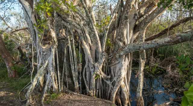 Huge strangler Fig at the Gumbo Limbo Trail