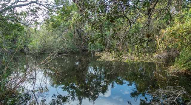 Rainy Season in the Everglades