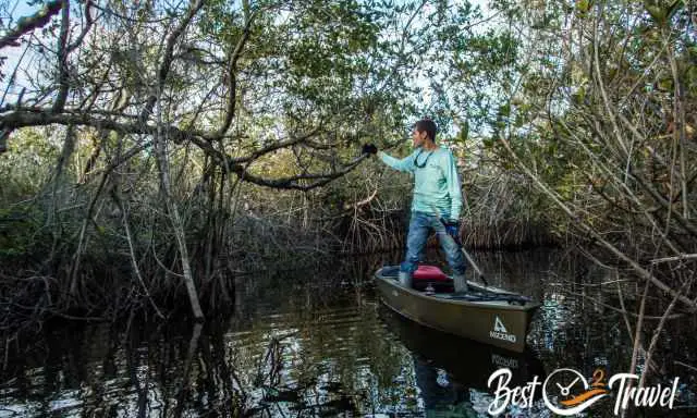 Our guide standing in the kayak explaining plants in the tree