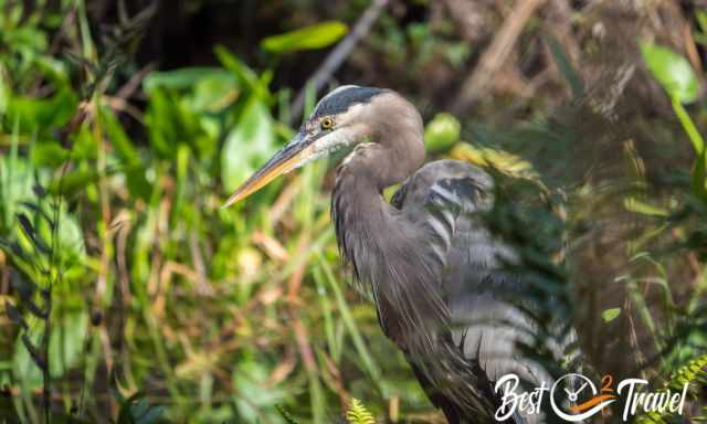 A zoom photo of a blue heron