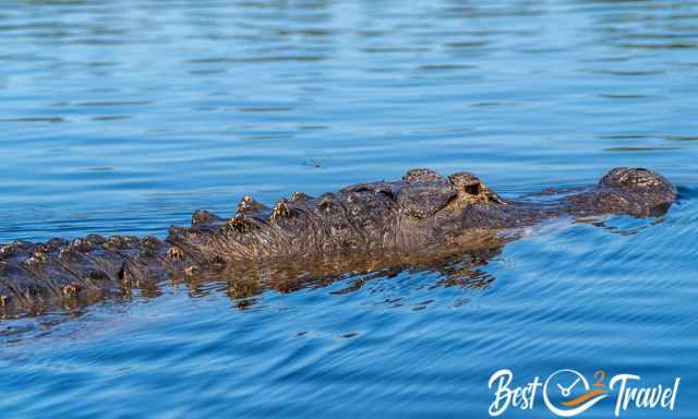 An alligator up close in the waters of the Everglades