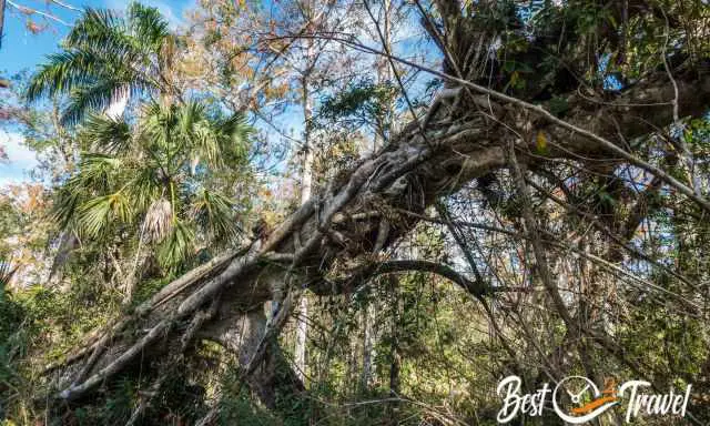 A fallen tree by a strangler fig remains lying - all wild