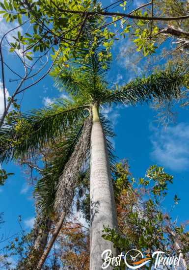 A huge royal palm in Fakahatchee Strand Preserve