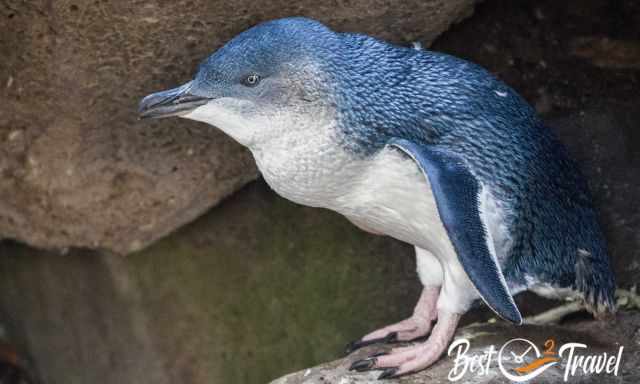 A little blue penguin during the day