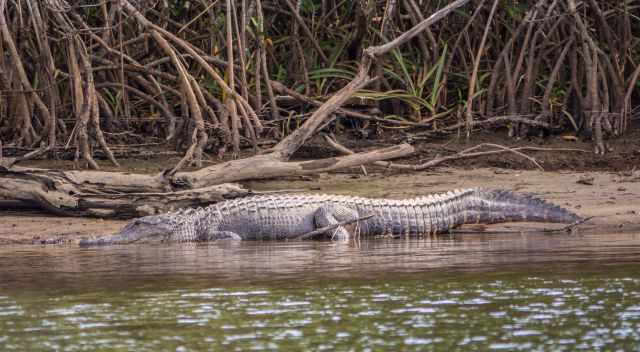Alligator in the mangroves