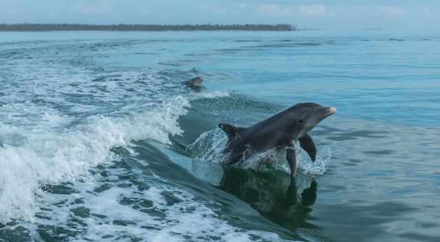 Jumping Dolphin behind the motor boat