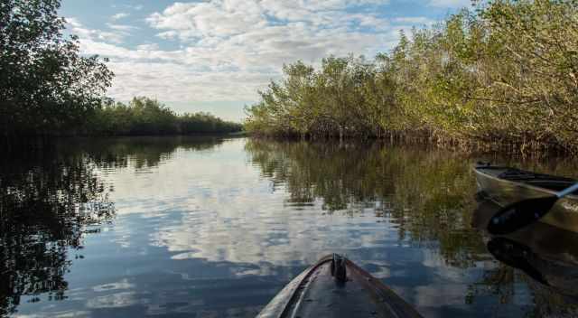 Guided canoe tour in the Fakahatchee Strand Preserve