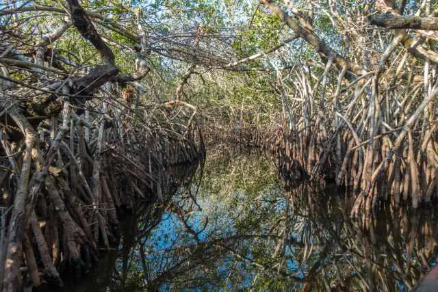Mangrove Channel