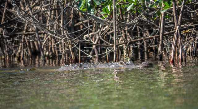 Red mangroves and alligator