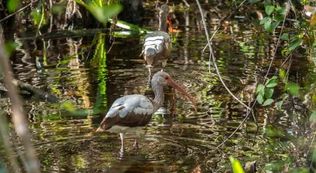 Ibis searching for fish