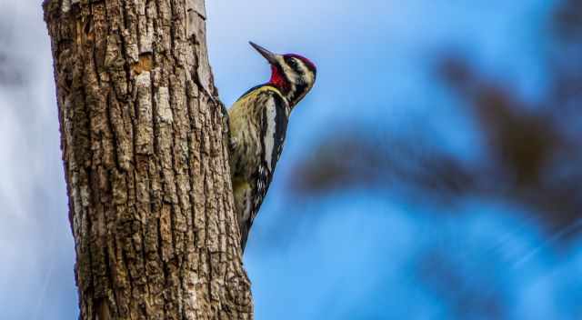 Woodpecker in hardwood hammock