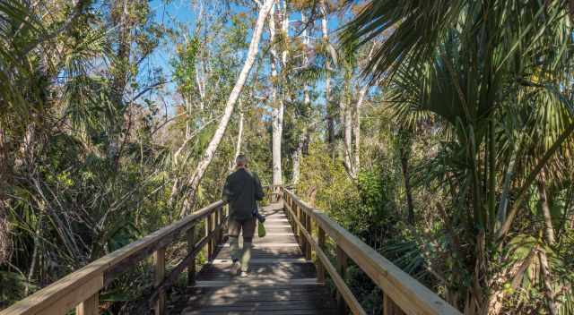 Boardwalk hiking in the Everglades
