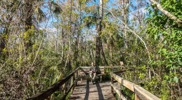 A man on a bench in the Big Cypress Bend Boardwalk