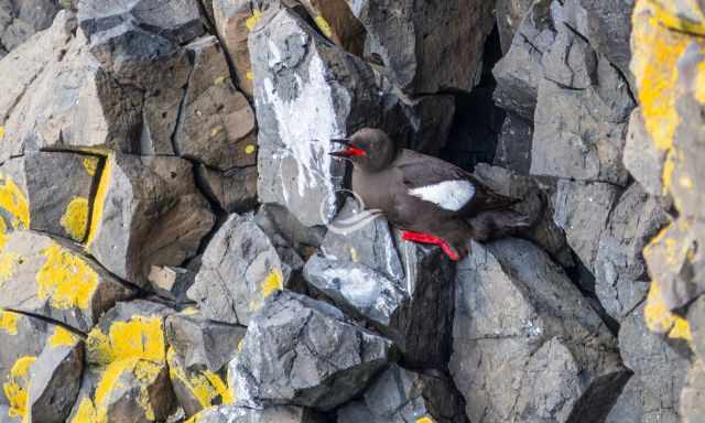 Bird with red beak