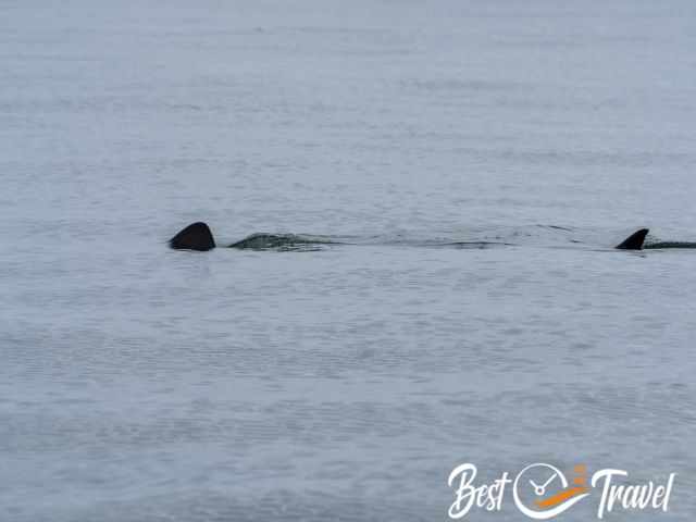 Basking shark swimming just below the surface with its dorsal and tail fin visible in the calm grey‑blue sea during my wildlife tour.