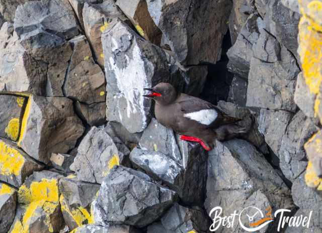 Black guillemot perched on a rocky cliff, showing its dark plumage, white wing patch, bright red legs, and red beak among lichen‑covered rocks.