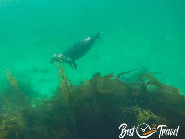 Seal gliding through the cold, clear water during my snorkel trip, swimming above dense kelp in the North Atlantic.