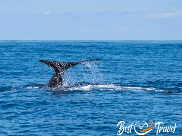 The fluke of a sperm whale