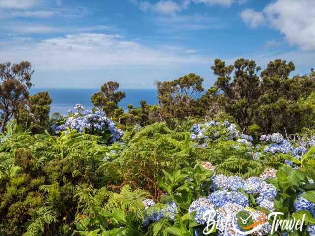 Hydrangeas and coastal shrub along a hike.