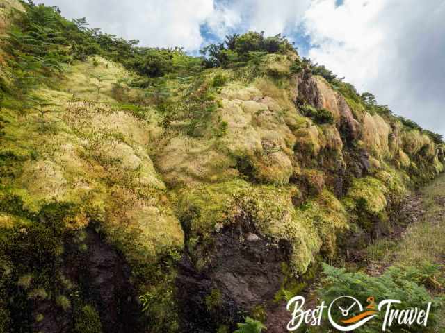 The wet moss carpet along the road.