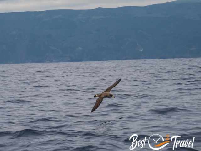 Cory's Shearwater flying above the sea
