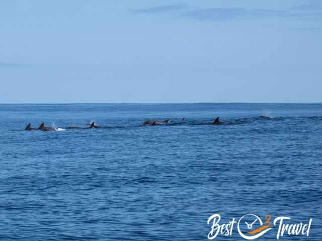 A pod of dolphins between Flores and Corvo
