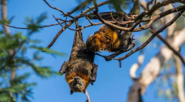 Flying Foxes at Yarra Bend