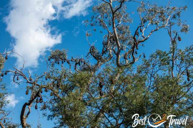 View to roosting bats from the distance