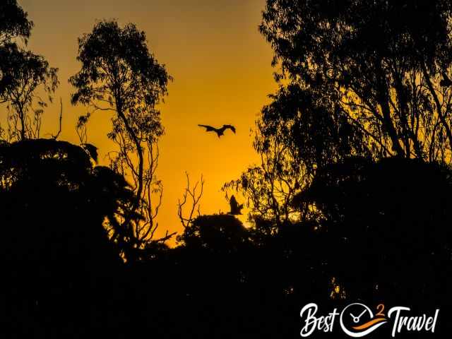 The silhouette of fruit bats in the evening
