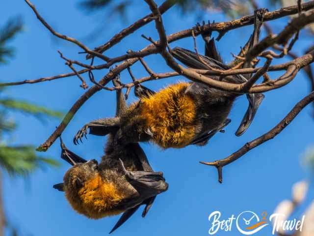 The skeleton hand like at humans at this fruit bat