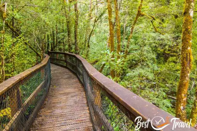 A well-maintained boardwalk through the wild vegetation