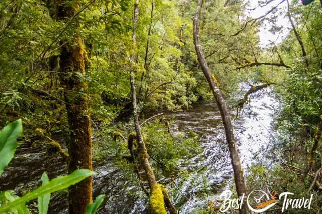 The Franklin River and the dense forest.