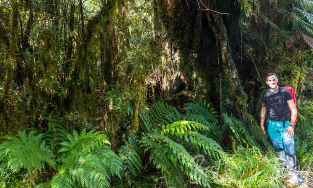 Franz Josef Rainforest Walk