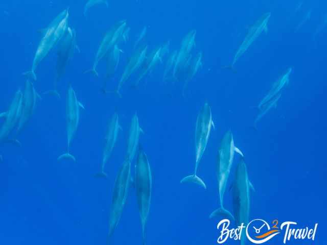 Dolphins in the depth