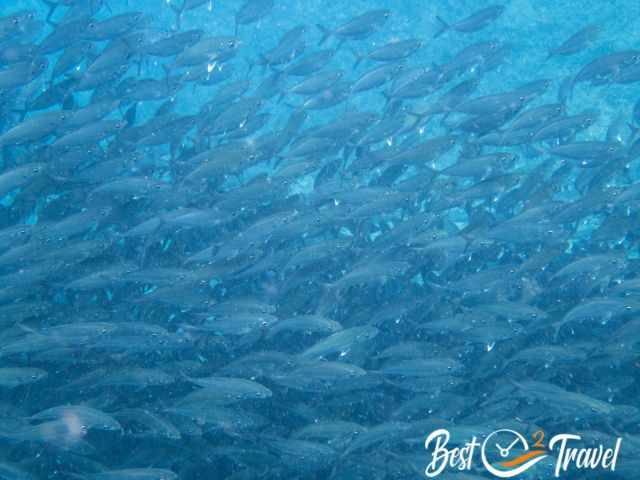 A huge gathering of small fish