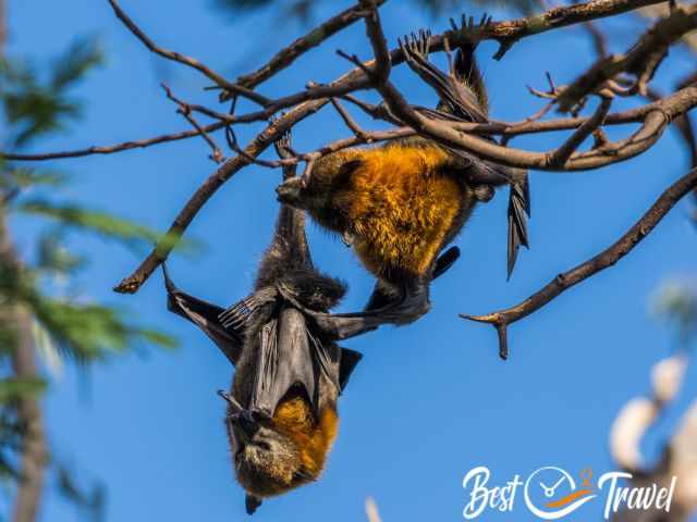 Two elderly bats hanging at branches in the tree.