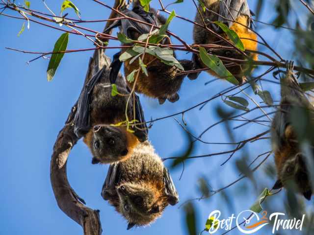 A zoom picture showing the cute faces of the bats with open eyes.