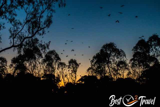 Hundreds of bats are flying leaving the trees
